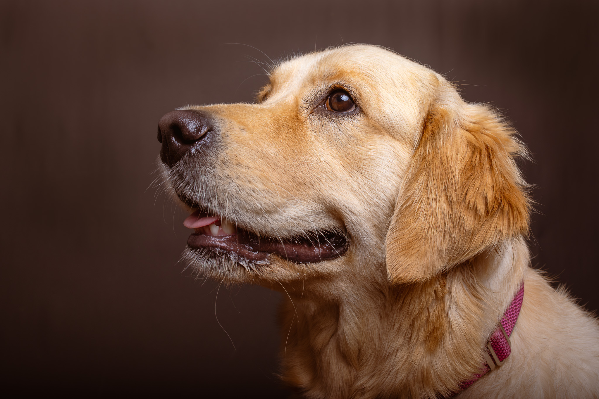 Golden Retriever: dolcezza, intelligenza e amore senza limiti